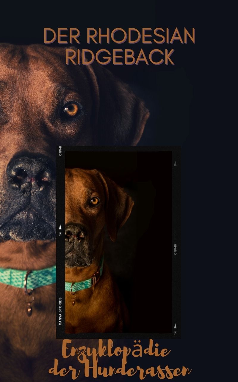 Rhodesian Ridgeback, Ridgy,Jagdhunde, kurzhaarige Hunde, Afrikanischer Löwenhund, Löwen Jagdhund, pflegeleichte Hunde, Hunde für Reiter, Stall Hunde, Ebook Hunde, Enzyklopädie der Hunderassen, Info Hunderassen, Welcher Hund paßt zu mir, Hunderassen geeignet für Familien, Kleine Hunderassen, Pflegeleichte Hunderassen, beliebte Hunderassen, Rassehunde beliebt, Hunde Krank, Hunde für Familien, Hunde für Kinder,