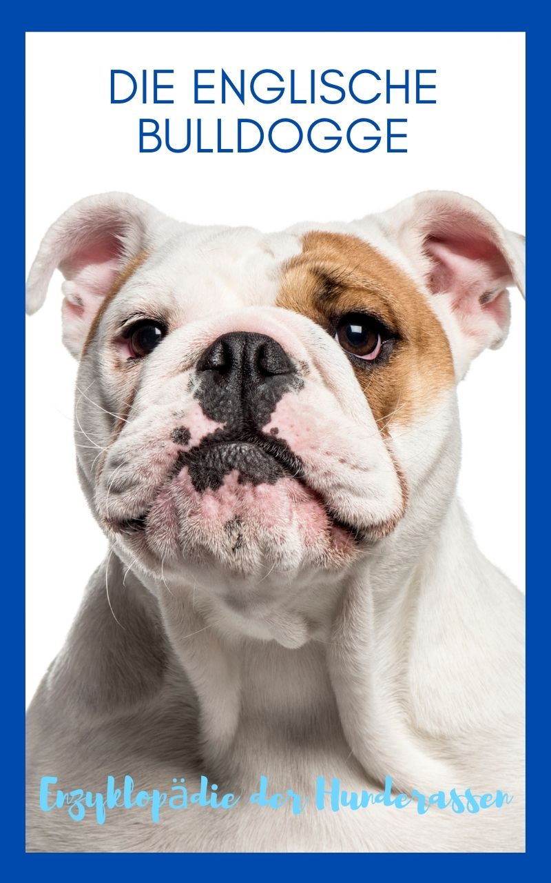 Englische Bulldogge, Bulldogge, Bully, Bullie, Bulli, kurzhaarige Hunde, gemütliche Hunde, ruhigere Hunde, dickköpfige Hunde, Falten Hunde, Faltenhunde, Ebook Hunde, Enzyklopädie der Hunderassen, Info Hunderassen, Welcher Hund paßt zu mir, Hunderassen geeignet für Familien, Kleine Hunderassen, Pflegeleichte Hunderassen, beliebte Hunderassen, Rassehunde beliebt, Hunde Krank, Hunde für Familien, Hunde für Kinder,